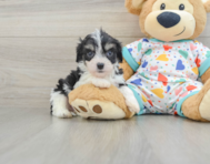 5 week old Cavachon Puppy For Sale - Florida Fur Babies