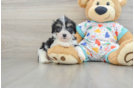 Popular Cavachon Designer Pup