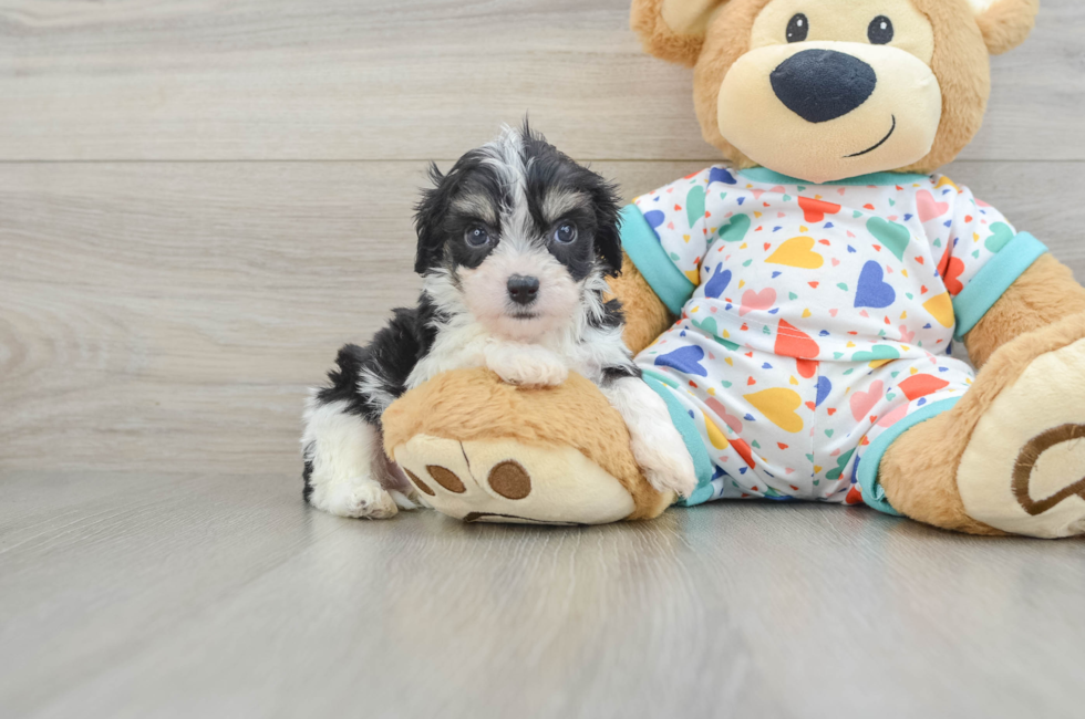5 week old Cavachon Puppy For Sale - Florida Fur Babies