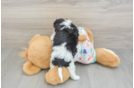 Cavachon Pup Being Cute