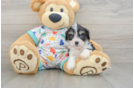 Popular Cavachon Designer Pup