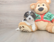 5 week old Cavachon Puppy For Sale - Florida Fur Babies