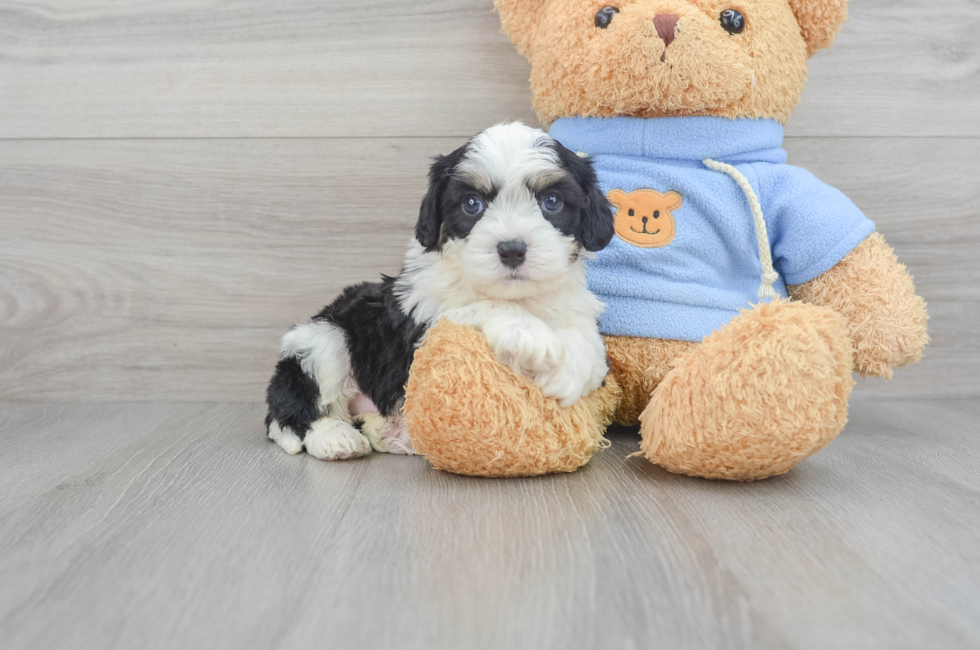 5 week old Cavachon Puppy For Sale - Florida Fur Babies