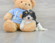 11 week old Cavachon Puppy For Sale - Florida Fur Babies