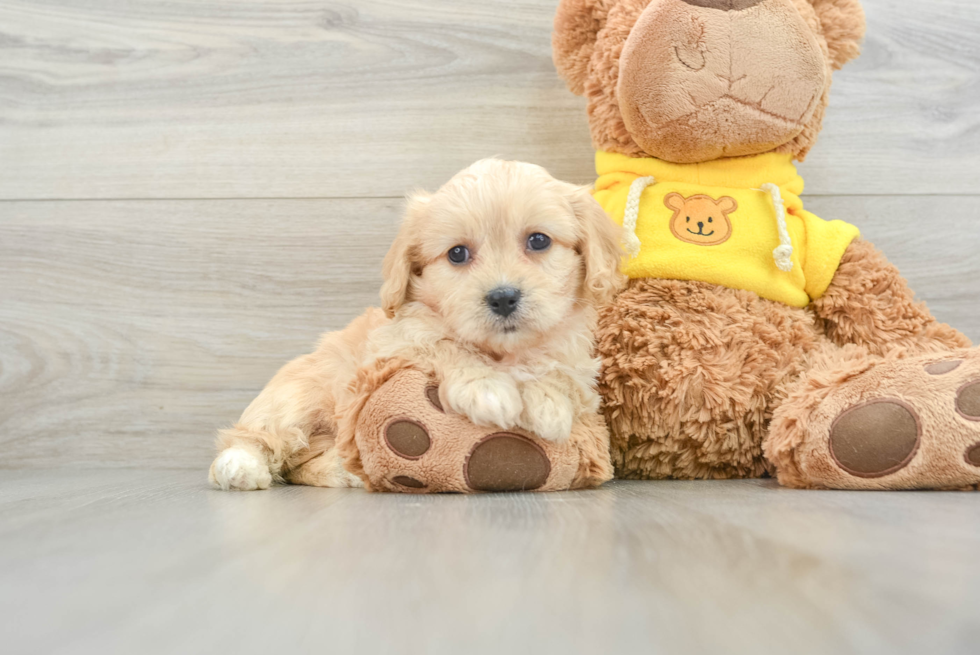 Small Cavachon Baby