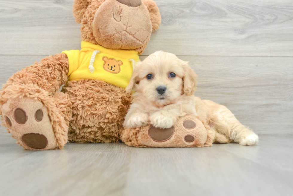 Cavachon Pup Being Cute