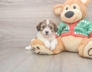 7 week old Cavachon Puppy For Sale - Florida Fur Babies