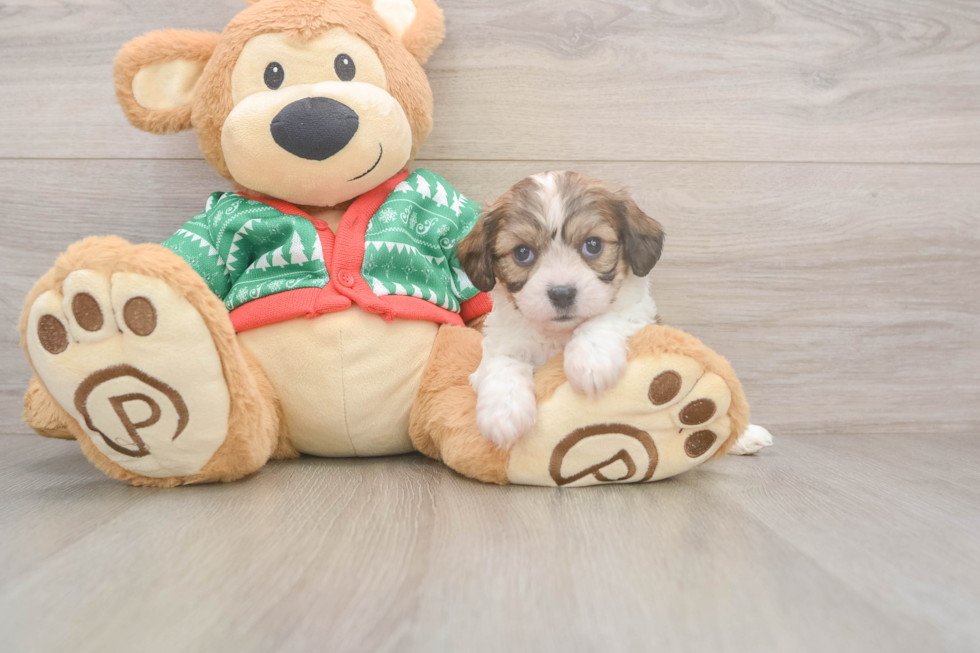 Funny Cavachon Designer Pup