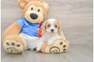 Petite Cavachon Designer Pup