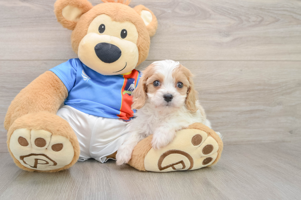 Petite Cavachon Designer Pup