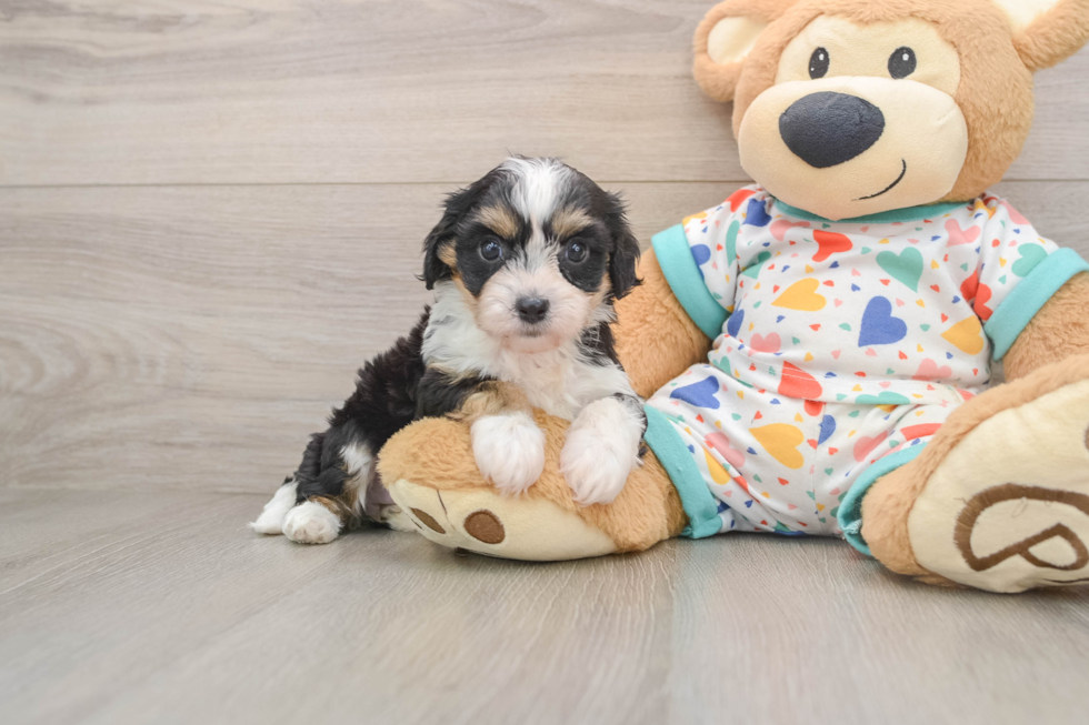 Happy Cavachon Baby