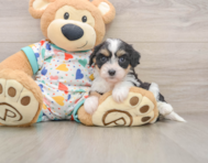 6 week old Cavachon Puppy For Sale - Florida Fur Babies