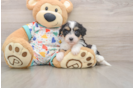 Funny Cavachon Designer Pup