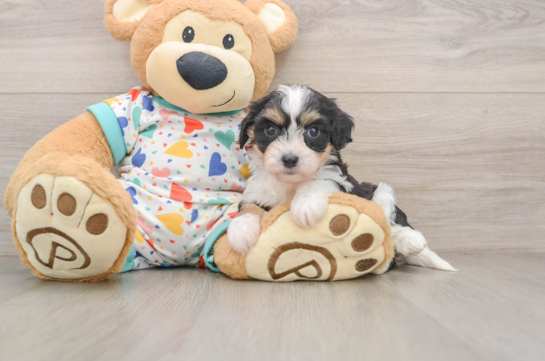 Funny Cavachon Designer Pup