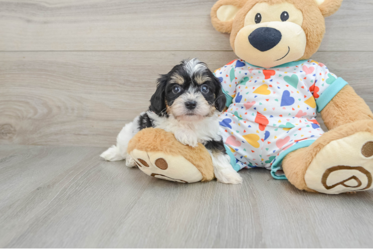 Cavachon Puppy for Adoption