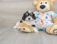 5 week old Cavachon Puppy For Sale - Florida Fur Babies