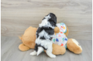 Cavachon Pup Being Cute