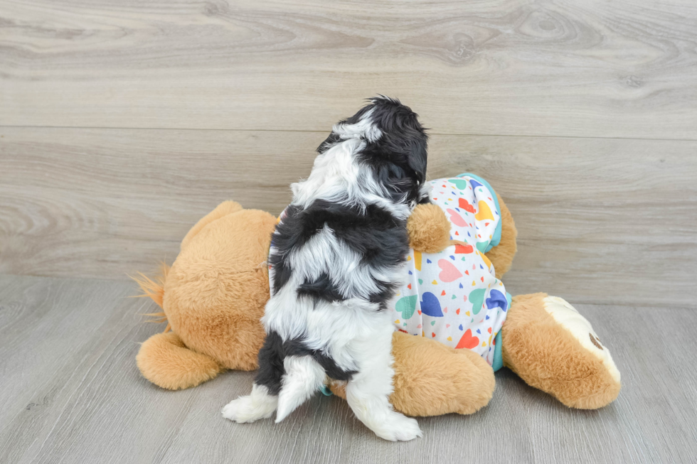 Cavachon Pup Being Cute