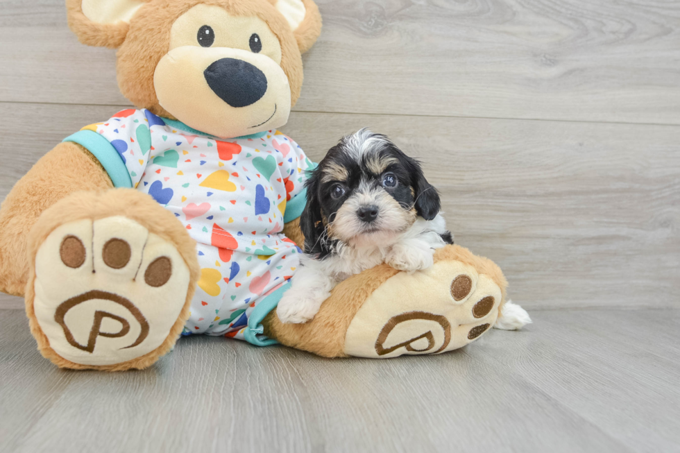 Friendly Cavachon Baby