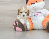 7 week old Cavachon Puppy For Sale - Florida Fur Babies