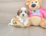 5 week old Cavachon Puppy For Sale - Florida Fur Babies