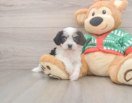 5 week old Cavachon Puppy For Sale - Florida Fur Babies