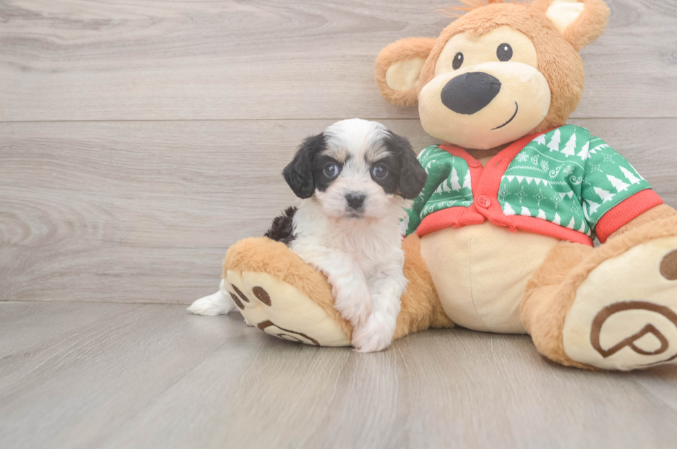 5 week old Cavachon Puppy For Sale - Florida Fur Babies