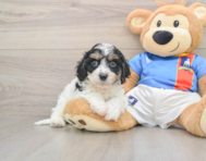 6 week old Cavachon Puppy For Sale - Florida Fur Babies