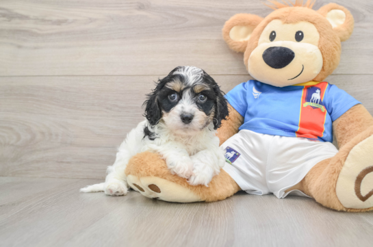 Playful Cavalier Bichon Designer Puppy