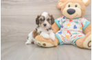 Smart Cavachon Designer Pup