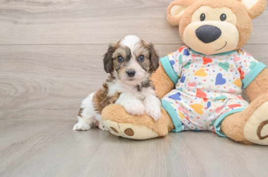 Smart Cavachon Designer Pup