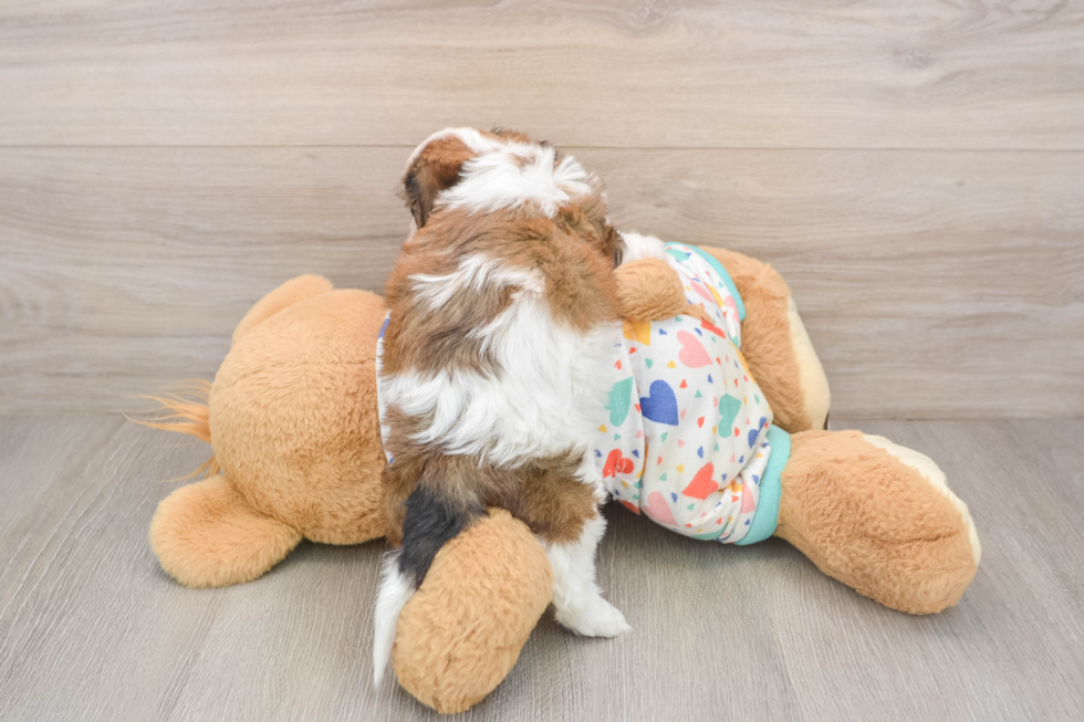 Funny Cavachon Designer Pup
