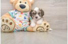 Cavachon Pup Being Cute