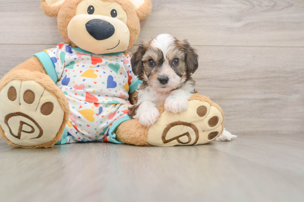 Cavachon Pup Being Cute