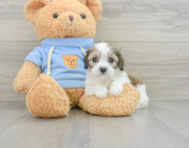 6 week old Cavachon Puppy For Sale - Florida Fur Babies