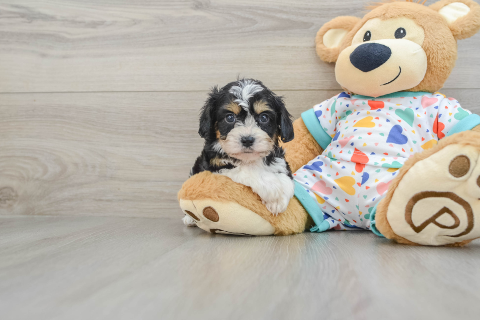 Cavachon Puppy for Adoption