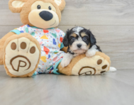 6 week old Cavachon Puppy For Sale - Florida Fur Babies