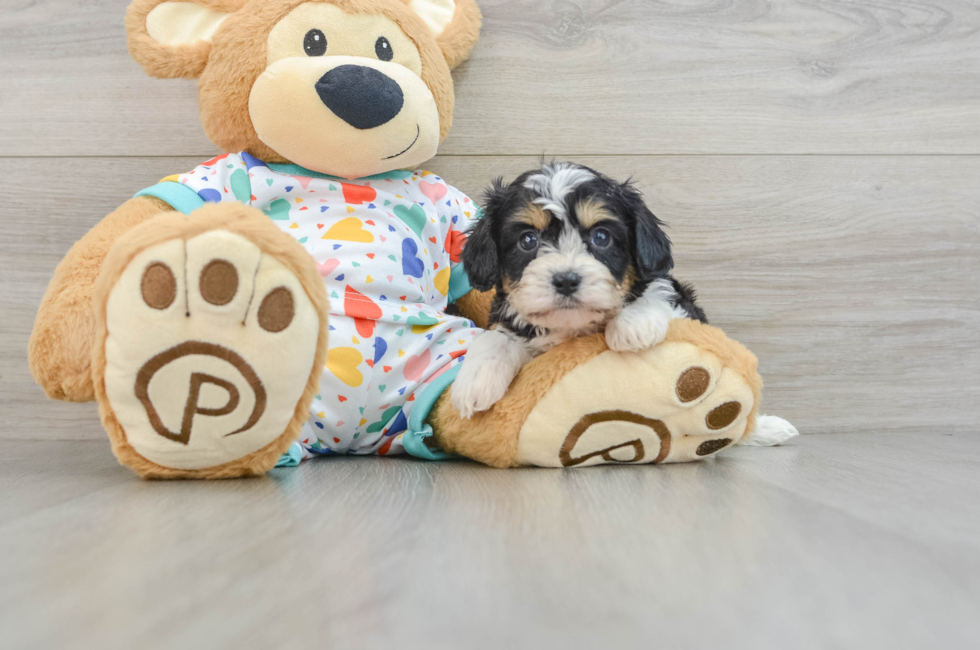 5 week old Cavachon Puppy For Sale - Florida Fur Babies