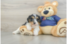 Cavachon Puppy for Adoption