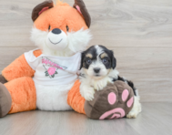 7 week old Cavachon Puppy For Sale - Florida Fur Babies