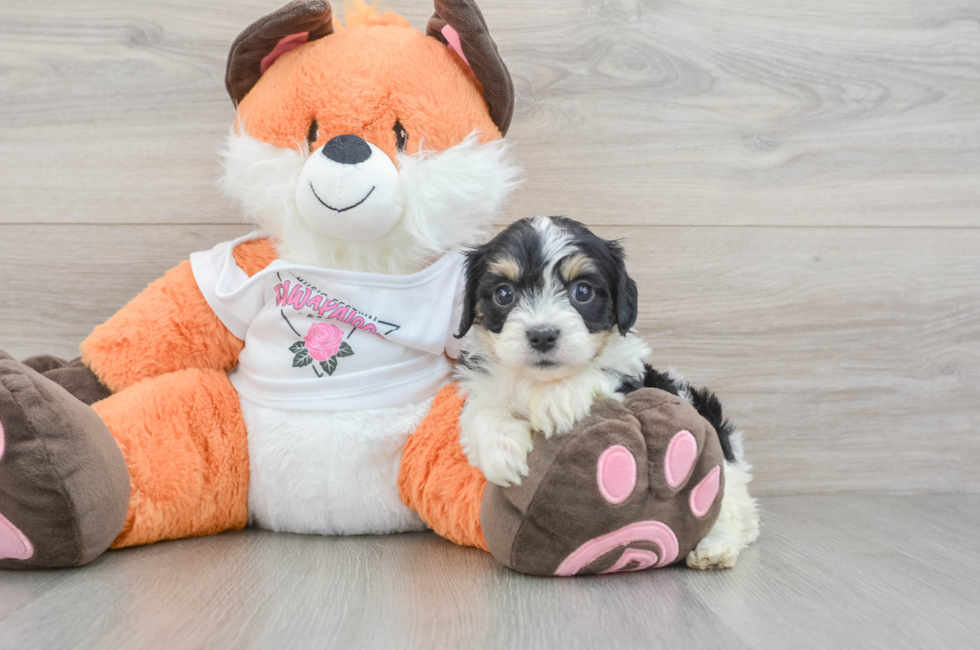 5 week old Cavachon Puppy For Sale - Florida Fur Babies