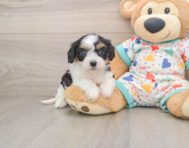 6 week old Cavachon Puppy For Sale - Florida Fur Babies