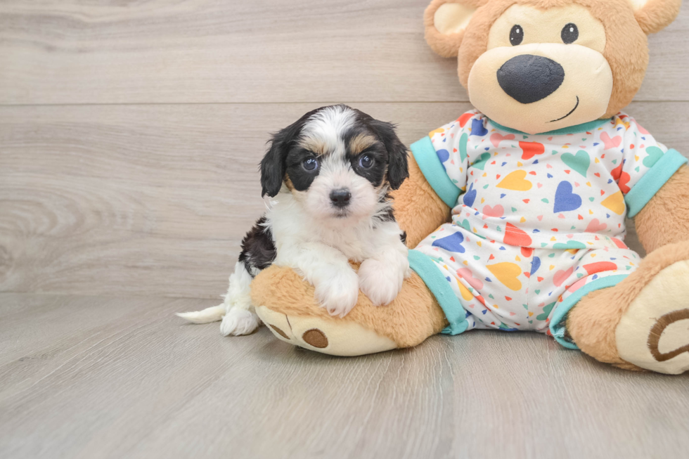 Happy Cavachon Baby