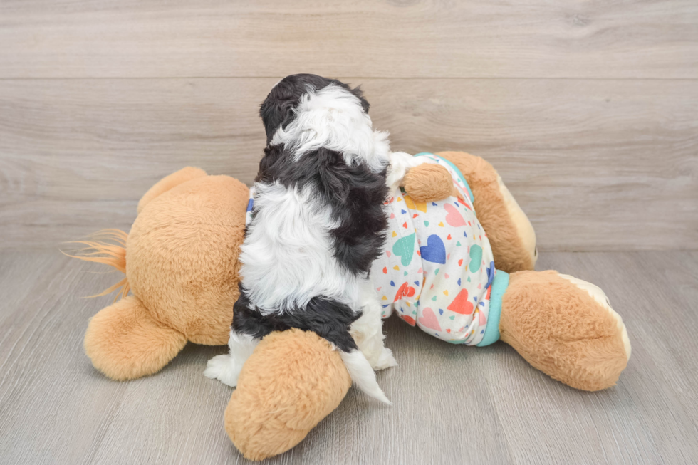 Best Cavachon Baby
