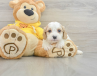 9 week old Cavachon Puppy For Sale - Florida Fur Babies