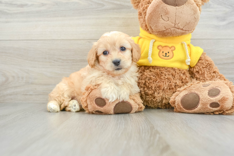 Cavachon Pup Being Cute