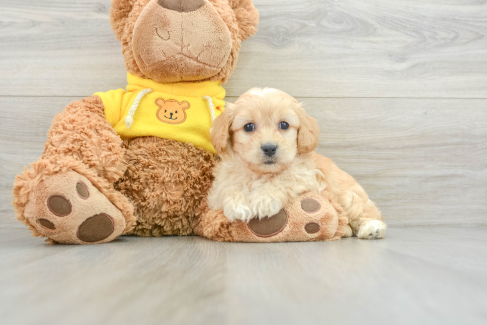 Cute Cavachon Baby