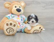 5 week old Cavachon Puppy For Sale - Florida Fur Babies