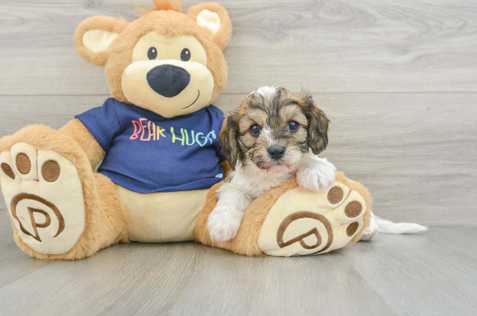 5 week old Cavachon Puppy For Sale - Florida Fur Babies