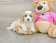 5 week old Cavachon Puppy For Sale - Florida Fur Babies